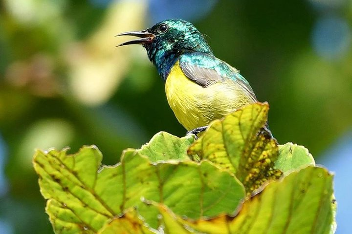 8 Days Safari to Mikumi, Ruaha & Udzungwa Mountains - Photo 1 of 15