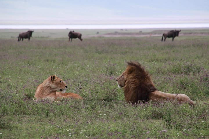 8 Days Serengeti and Ngorongoro bonanza - Photo 1 of 8