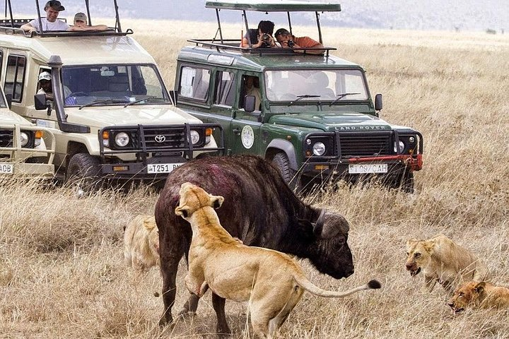 Serengeti game drive 