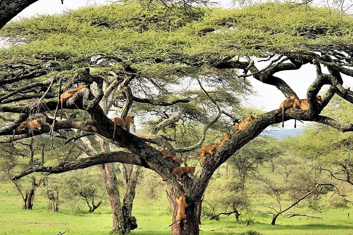 Lake Manyara tree climbing lions
