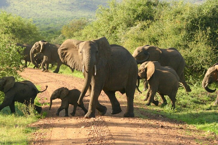 9-Day Tanzania and Rwanda Gorilla Trekking Private Safari - Photo 1 of 20