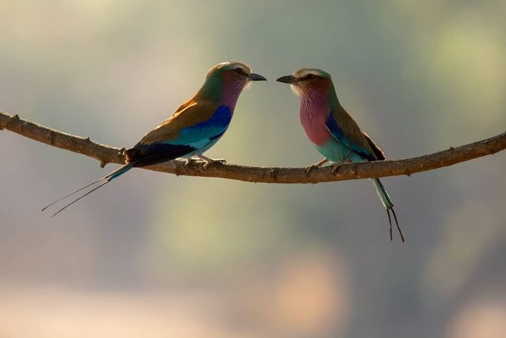 5 Days Nyerere National park + Mafia Snorkeling.  - Photo 1 of 25