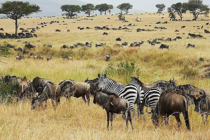 Great Migration
