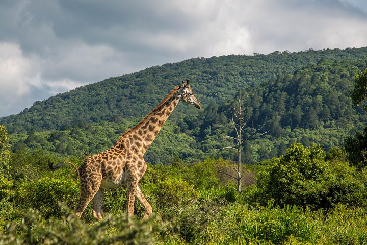 A Day Trip In Arusha National Park From Arusha Town - Photo 1 of 7