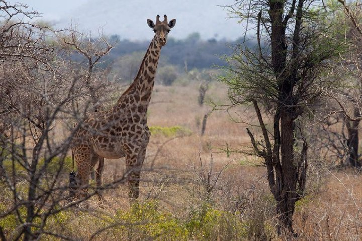 A Day Trip To Saadani National Park From Dar es salaam / Zanzibar - Photo 1 of 11