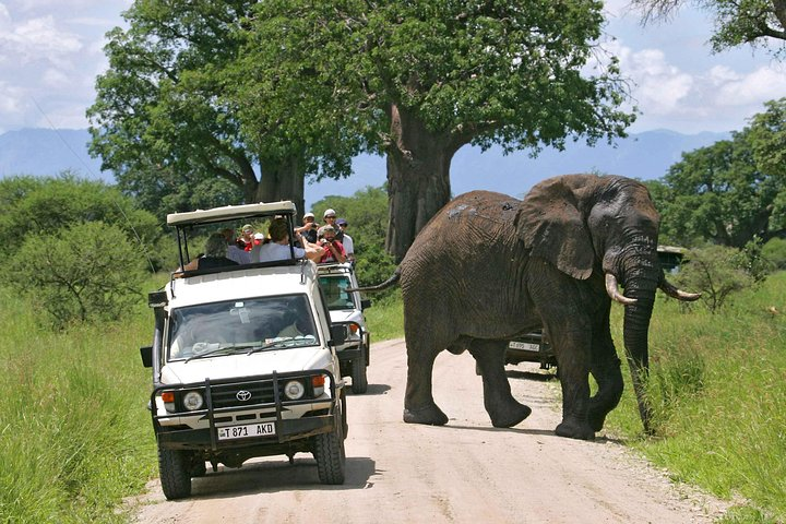 A Visit to The Giants in Tarangire NP. - Photo 1 of 8