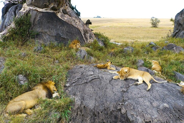 A wildlife Safari in Tanzania - Photo 1 of 6