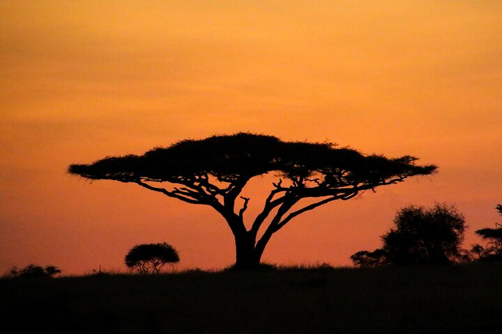 African Safari At Serengeti National Park - Photo 1 of 12