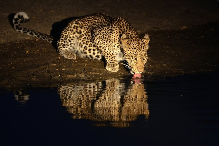 Night Game drive