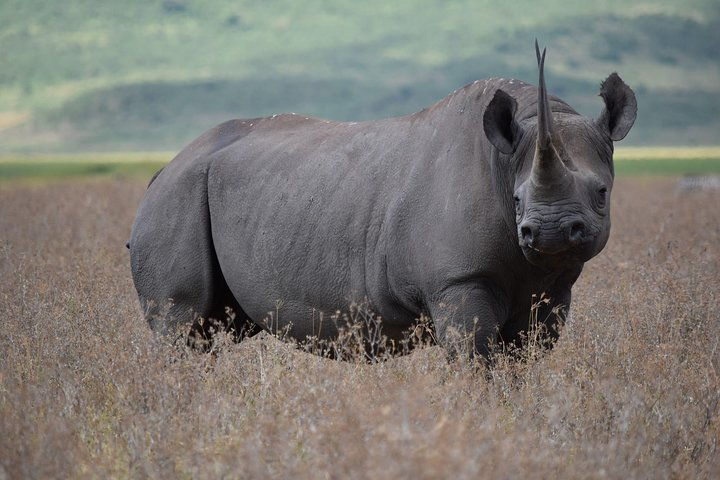 Amazing 2 days Tanzania Safari - Photo 1 of 9