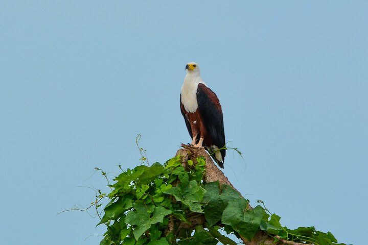 From Arusha : 11-day Amazing North Tanzania Safari, Serengeti - Photo 1 of 15
