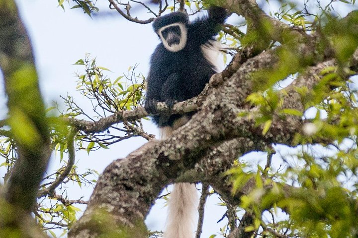 White Collubus Monkey posing for the picture in Arusha NP