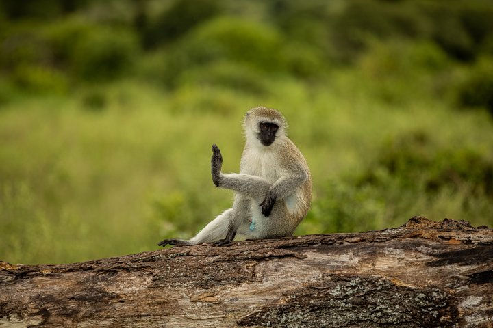 Arusha National Park Day Trip - Photo 1 of 17