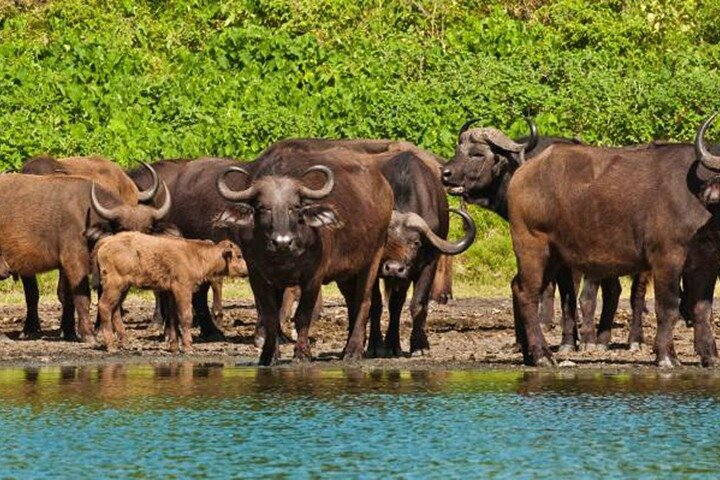 Arusha National Park ( Day trip ) - Photo 1 of 18