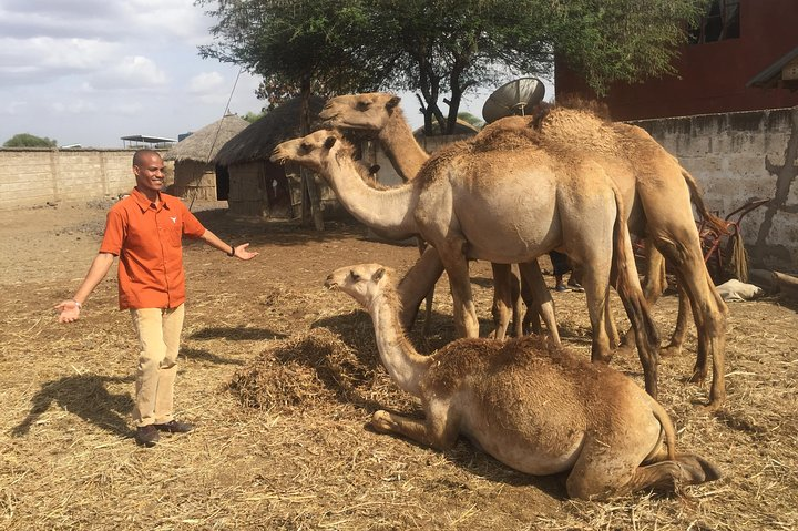 Arusha Snake Park, Camel Ride, Shanga & Arusha Cultural Heritage - Full Day Trip - Photo 1 of 13