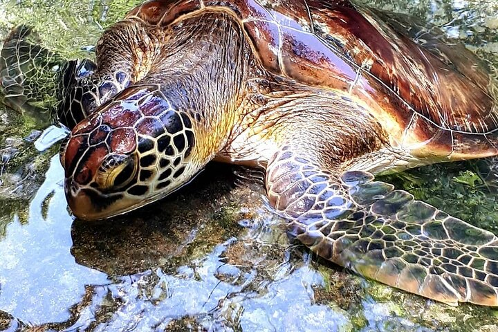 Baraka Natural Aquarium, Prison Island Tour, Secret Garden Restaurant, Stone Town Tour, Emerson Hurumzi Restaurant