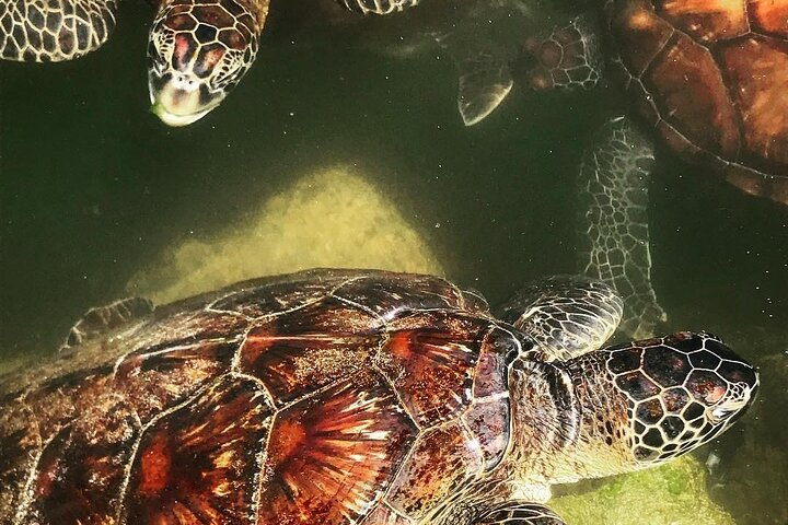 Baraka Natural Aquarium, Spice Tour, Secret Garden Restaurant, Prison Island Tour, Emerson Hurumzi Restaurant