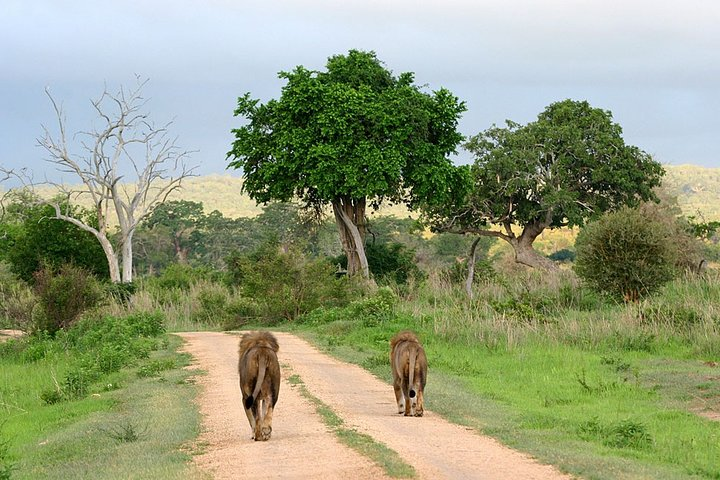 Africa natural tours 
