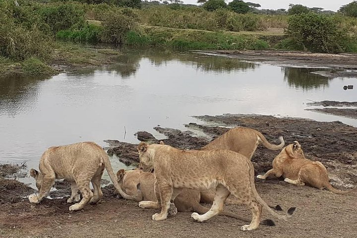 Best of Tanzania 5days 4nights safari - Photo 1 of 6