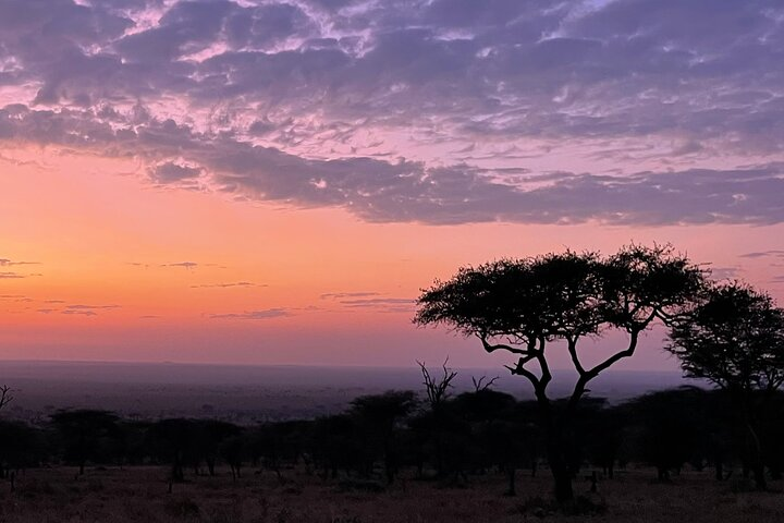 Big Five Dream Safari - Photo 1 of 14