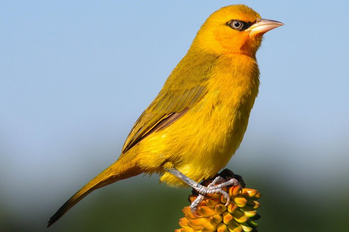 Bird Watching Tour to Tegetero Forest 2days 1 night - Photo 1 of 3