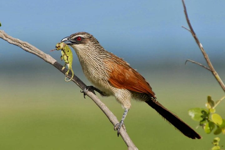 Bird Watching - Photo 1 of 7