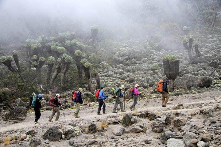 CLIMB THE KILIMANJARO rongai route - Photo 1 of 6