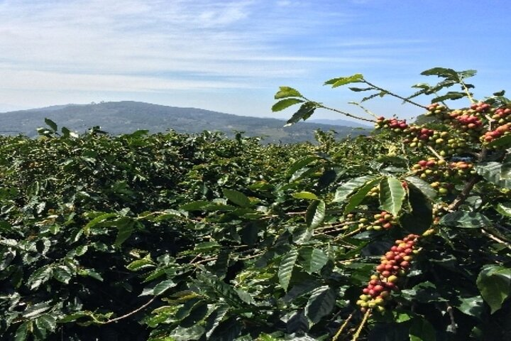  The Meru people of Nguruma village have been growing coffee on the slopes of Mt Meru for more than 100 years