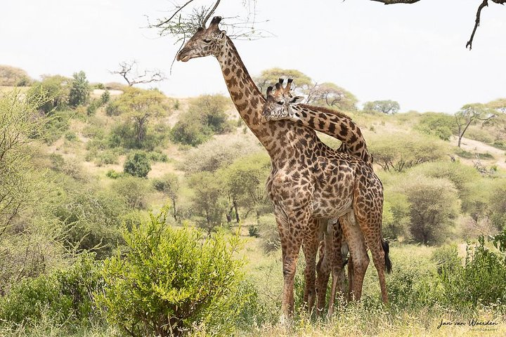 Experience the Maasai traditional life and experience
