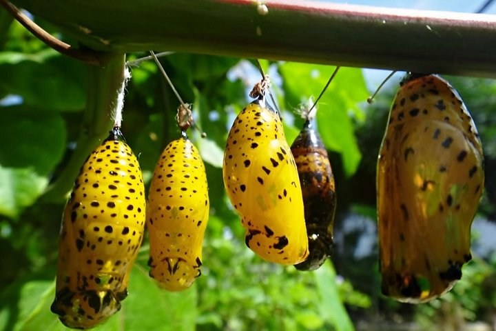 Zanzibar Exclusive Private Butterfly Tour - Photo 1 of 15