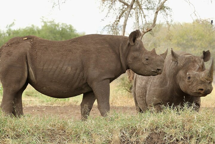 Day Tour in Mkomazi National Park - Photo 1 of 6