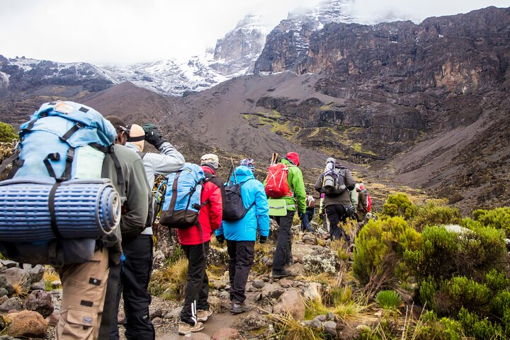 "A stroll with the giants: Kilimanjaro's walking safari adventure."