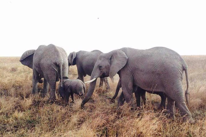 Day Trip Arusha National Park - Photo 1 of 2