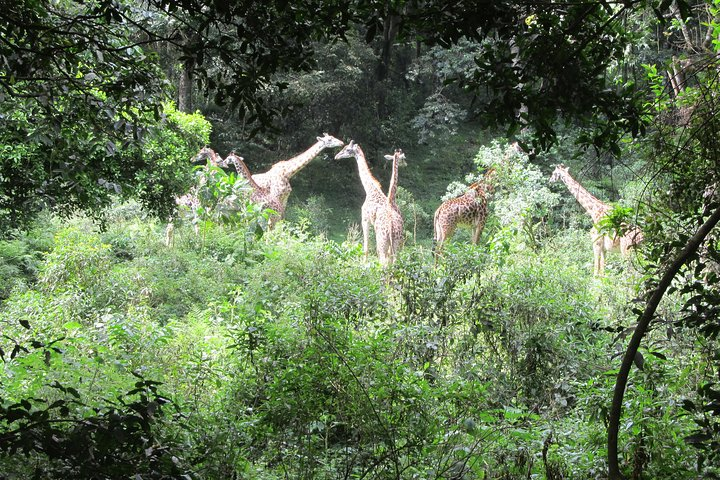 giraffe at arusha national park