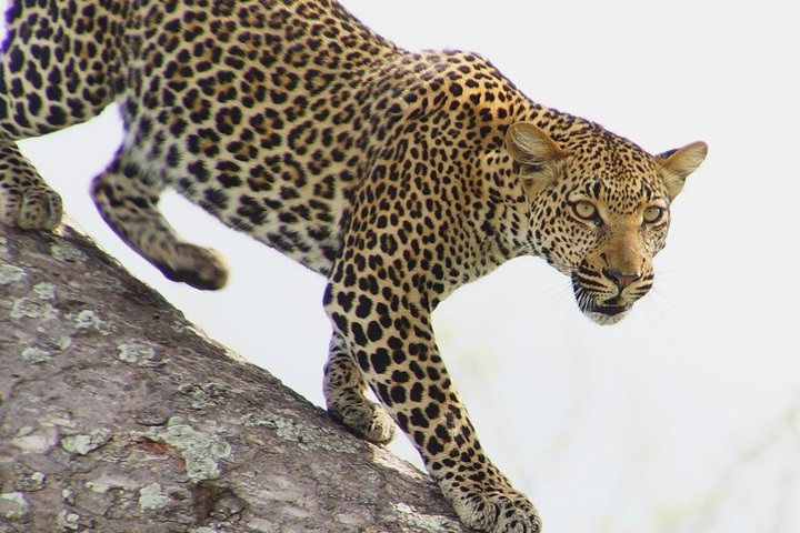 From Dar Es Salaam-Mikumi Wildlife Safari Day Trip with SGR Train - Photo 1 of 13