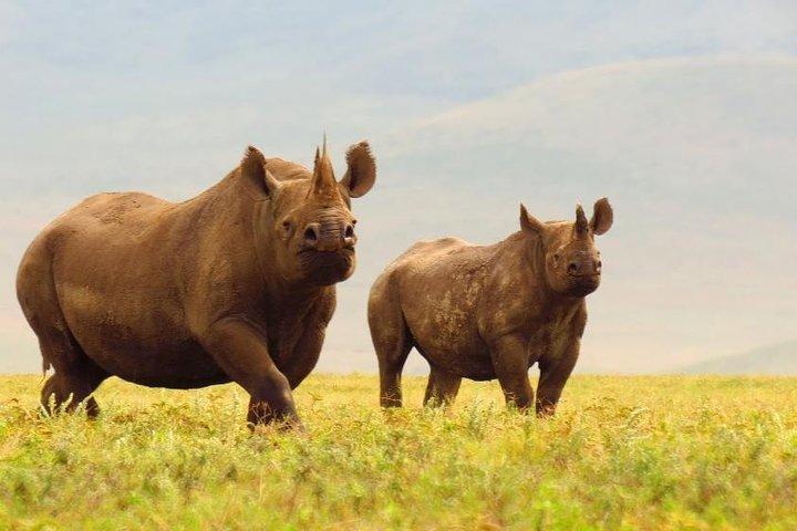 Day trip in Ngorongoro Crater - Photo 1 of 15