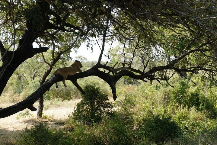 Day Trip Selous Safari Tour from Zanzibar - Photo 1 of 6