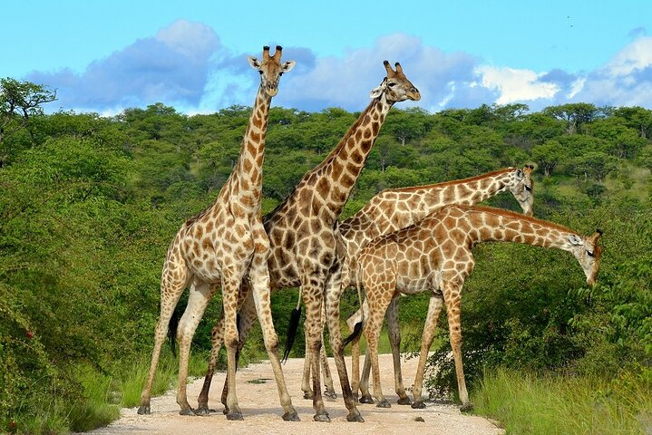 Day trip Tarangire National park - Photo 1 of 10