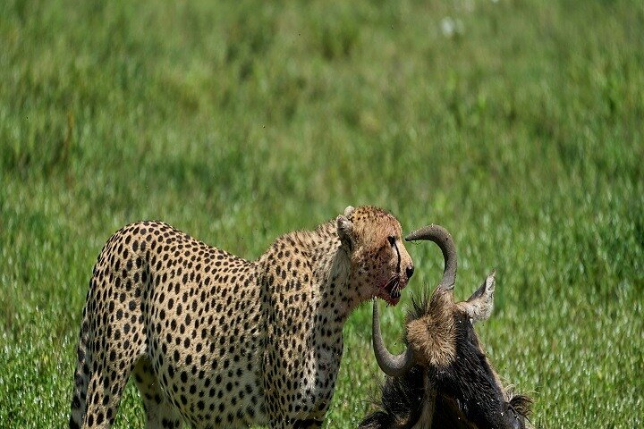 5-day Tanzania joining group safari: Best price & Itinerary