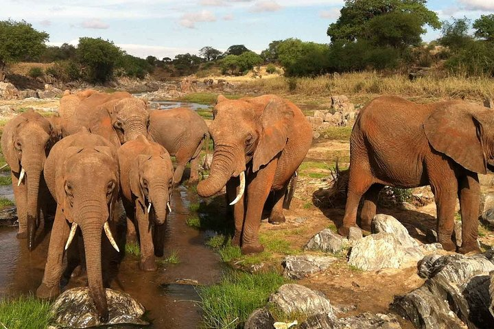 Day trip to Tarangire National Park - Photo 1 of 3