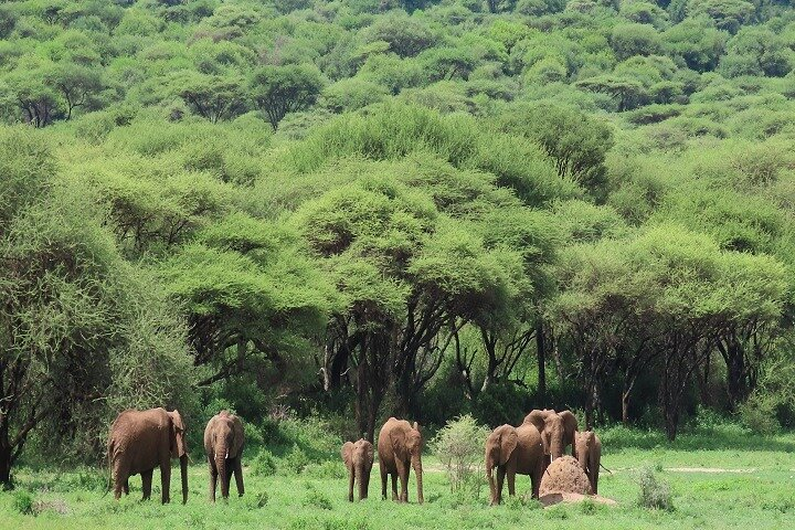 Delightful 4 days Tanzania Joining group Tour