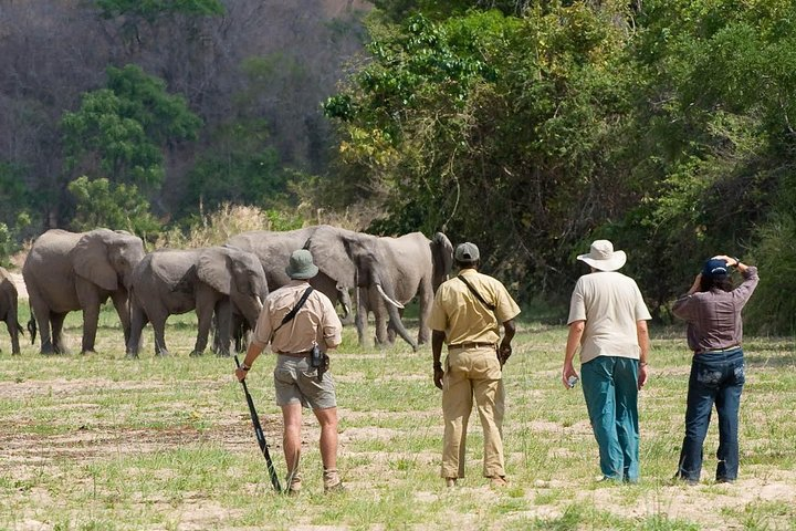 Discover the Wonders of Selous Game Reserve - 4 Days - Photo 1 of 5