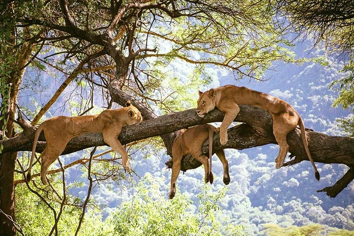 Elephant Special Serengeti & Ngorongoro Crater 5 Days / 4 Nights  - Photo 1 of 15