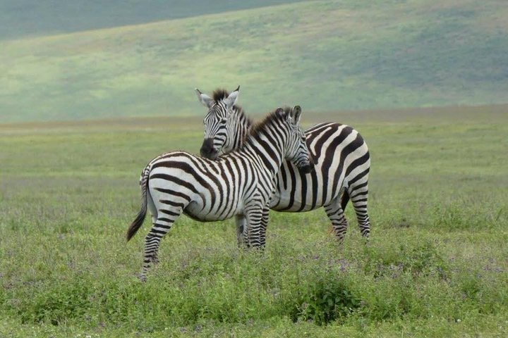 Exclusive Safaris in Africa's Finest Wildlife Areas. 5 days Tanzania - Photo 1 of 3