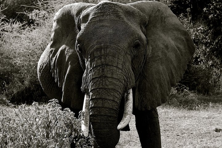  Explore to Tarangire, Ngorongoro Crater and Lake Manyara for 2 Days( Basic) - Photo 1 of 7