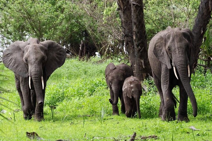 Flight Package Zanzibar to Nyerere National Park (Selous GR) 3 Days 2 Nights - Photo 1 of 9