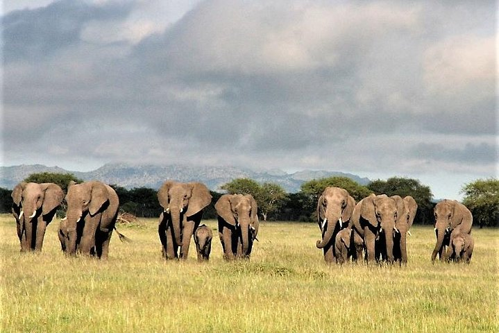 elephant herd