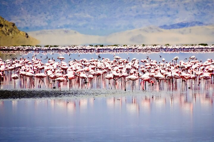 From Arusha to Zanzibar : 11 days From Bush to Beach safari - Photo 1 of 14