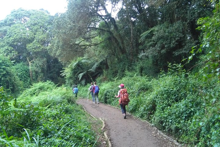Book Day Hike at Rau Forest Reserve, Near Moshi Town in Tanzania - Photo 1 of 7
