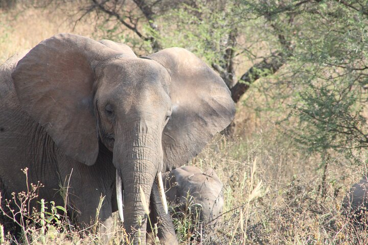 Full-Day Ngorongoro Crater private tour - Photo 1 of 8